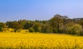 Bright yellow rapeseed field blossom in spring Royalty Free Stock Photo