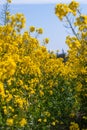 Bright yellow rapeseed field blossom in spring Royalty Free Stock Photo