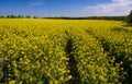 Bright yellow rapeseed field blossom in spring Royalty Free Stock Photo