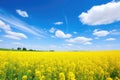 bright yellow rapeseed field, source of pollens