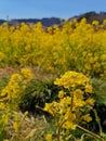 Bright yellow rapeseed flower field in Japan springtime