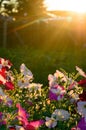 Bright yellow rays of the sun at sunset from behind the fence illuminate the flower bed with blooming buds of colorful flowers. Royalty Free Stock Photo