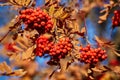 Yellow and red autumn rowanberry tree with ripe berries