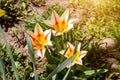 Bright yellow and red color tulip flowers blooming in the spring on green leaves background in the garden close up. Royalty Free Stock Photo