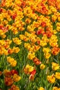 Bright yellow and red color Tulip flowers Royalty Free Stock Photo