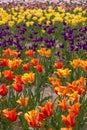 Bright yellow and red color Tulip flowers at Windmill island Gardens in Holland, Michigan. Royalty Free Stock Photo