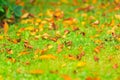 Bright yellow red fallen autumn leaves on the green grass Royalty Free Stock Photo