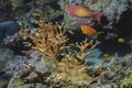 Bright yellow-red fish of the Fairy Basslets family swim near the fiery reticulated coral Royalty Free Stock Photo