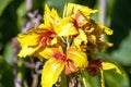 Bright yellow and red flower stem of a canna lily Royalty Free Stock Photo