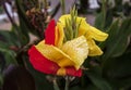 Bright yellow and red flowers of Canna indica, commonly known as Indian shot