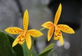 Bright yellow and red freckled flowers of Brassocattleya Hoku Gem \'Freckles