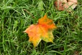 Bright yellow with red and green autumn maple leaf on a green grass Royalty Free Stock Photo