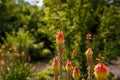 Bright yellow red hot poker flowers closeup on blurry background. Torch lily, tritoma or kniphofia ornamental plant in garden or
