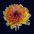 Bright yellow red orange chrysanthemum blossom macro on black background Royalty Free Stock Photo