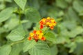 A bright yellow and red tropical flowers close up on a blurred background of green leaves