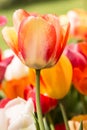 Bright Yellow and Red Tulip Field in Michigan Royalty Free Stock Photo