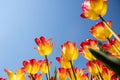 Bright yellow and red tulips on blue sky background. Colorful spring composition Royalty Free Stock Photo