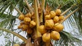 Bright yellow ripe coconuts on a palm tree in Bali, Indonesia, on a sunny day. Delicious fruits of Balinese plantation Royalty Free Stock Photo