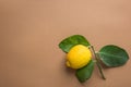 Bright Yellow Ripe Organic Lemon on Branch with Green Leaves on Beige Brown Background. Visible Imperfections. Creative Image