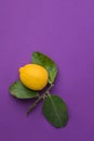 Bright Yellow Ripe Organic Lemon on Branch with Green Leaves on Trendy Ultraviolet Background. Visible Imperfections