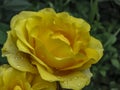 Bright yellow rose with big raindrops on green leaf background Royalty Free Stock Photo