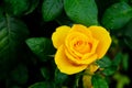 A bright yellow rose blooms amidst dark green leaves, dew drops visible on the petals and foliage Royalty Free Stock Photo