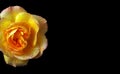 Bright yellow rose in drops of dew isolated on black. yellow rose flower in drops of water. copy space Royalty Free Stock Photo