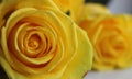 Bright Yellow Rose Flowers Macro Shot Stock Image Royalty Free Stock Photo