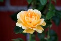 Bright yellow rose with fully open thick layered petals with dark green leaves and brick wall in background of local garden Royalty Free Stock Photo