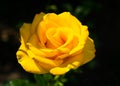 Bright yellow rose in the garden on a blurry dark background. Royalty Free Stock Photo