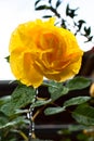 Bright yellow rose with green leaves after rain Royalty Free Stock Photo