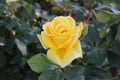 Bright yellow rose - the joy of the gardener