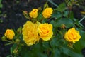 bright yellow roses Royalty Free Stock Photo