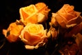 Bright yellow roses on a black background. Royalty Free Stock Photo