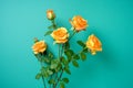 bright yellow roses popping against a green backdrop Royalty Free Stock Photo