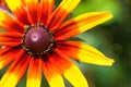 Bright yellow rudbeckia or Black Eyed Susan flower in the garden Royalty Free Stock Photo