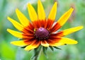 Bright yellow rudbeckia or Black Eyed Susan flower in the garden Royalty Free Stock Photo