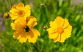 Bright yellow rudbeckia or Black Eyed Susan flowers in the garden Royalty Free Stock Photo