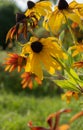 Bright yellow rudbeckia flower in beautiful sunlight on a blurred background of a summer garden. Royalty Free Stock Photo