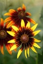 Bright yellow rudbeckia flowers also called Black Eyed Susan in the garden on summer. Gift Card Royalty Free Stock Photo