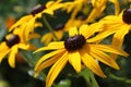 Bright Yellow Rudbeckia fulgida Flowers Royalty Free Stock Photo