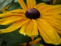 Bright yellow rudbeckia fulgida `Goldsturm` at Queen Elizabeth Park Royalty Free Stock Photo