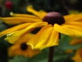 Bright yellow rudbeckia fulgida `Goldsturm` at Queen Elizabeth Park Royalty Free Stock Photo