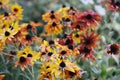 Bright yellow rudbeckia plant or Black Eyed Susan yellow flowers Royalty Free Stock Photo