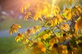 Bright yellow rudbeckia soft focus. Black Eyed Susan flowers Royalty Free Stock Photo