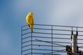 Small, yellow Saffron Finch perched on an antenna looking down in the bright sunlight.