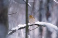 Yellow Savannah sparrow perched on a branch with snow in the forest Royalty Free Stock Photo