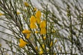 Bright yellow scotch broom flowers Royalty Free Stock Photo