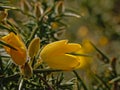 Bright yellow Scotch broom flowers close-up - Cytisus scoparius Royalty Free Stock Photo