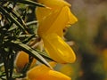 Bright yellow Scotch broom flowers macro - Cytisus scoparius Royalty Free Stock Photo